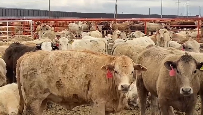 cp-2025-05-22t035313-180z-jpg