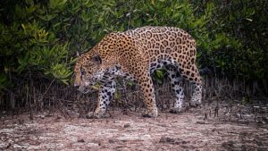 cp-2025-05-15t031203-573z-jpg